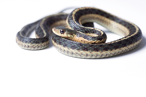 Garter snake close up isolated on white with copy space