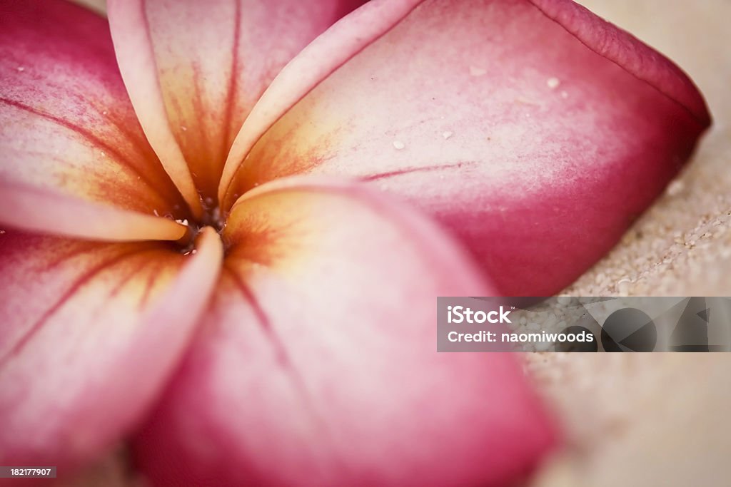 Плюмерия (Plumeria цветок на пляже - Стоковые фото Цветок роялти-фри