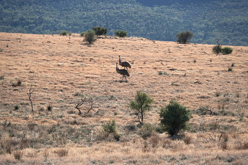 Two emus roaming on a bush land in Ikara-Flinders Ranges National park. The Flinders Ranges are the largest mountain ranges in South Australia.