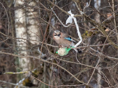 The Eurasian jay (Garrulus glandarius) sitting on a bird feeder fat ball in a green net hanging in the tree in winter. Bird portrait