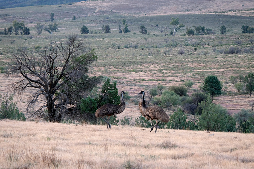 Two emus roaming on a bush land in Ikara-Flinders Ranges National park. The Flinders Ranges are the largest mountain ranges in South Australia.