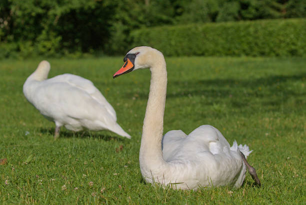 istock A bright beautiful white swan is located on a green meadow. 1821780704