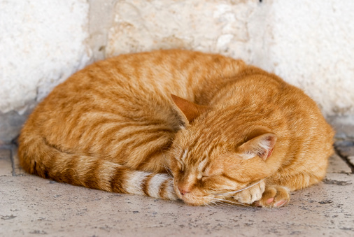A white and red coloured cat, sleeping in the sun,  on a stone bench in Rhodes town, Greece.