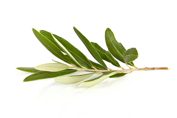 Olive Branch stock photo