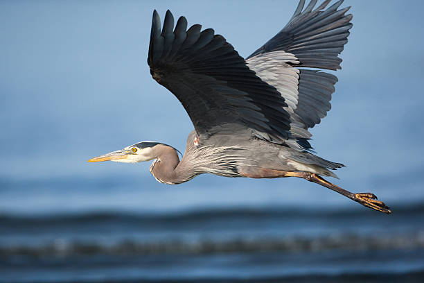 Great Blue Heron in Flight - foto stock