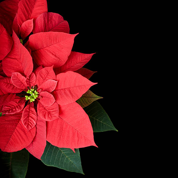 Poinsettia plant against a black background, with room for text.