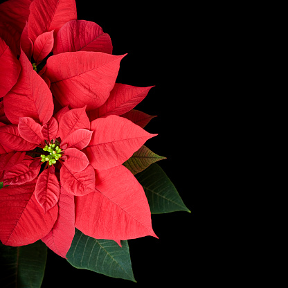 Poinsettia plant against a black background, with room for text.