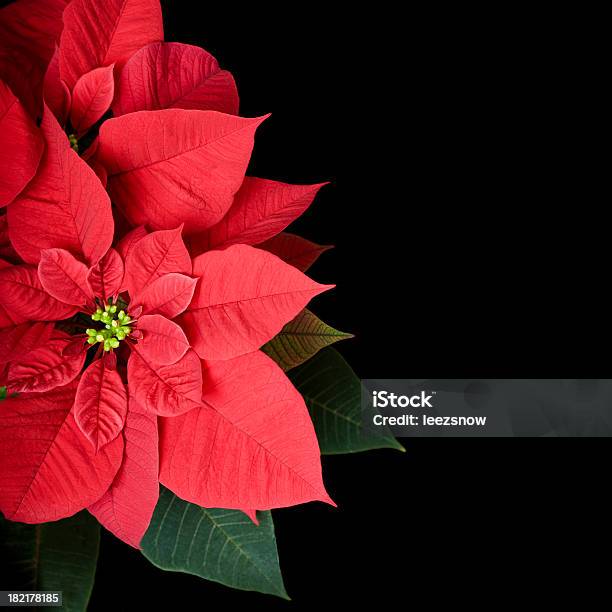 Foto de Poinsettia Fábrica Em Preto e mais fotos de stock de Bico-de-Papagaio - Bico-de-Papagaio, Fundo preto, Vermelho