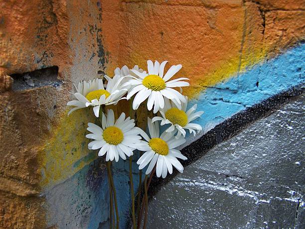 a white Leucanthemum vulgarea or dog daisy