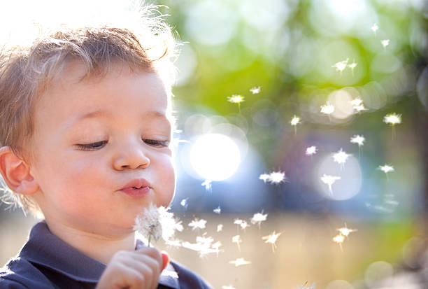 belle blonde cheveux fleur de pissenlit en plein air pour les enfants - nature summer child one little boy photos et images de collection