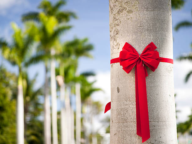 Holiday ribbon on a palm tree Christmas in the tropics away from the snow florida christmas stock pictures, royalty-free photos & images