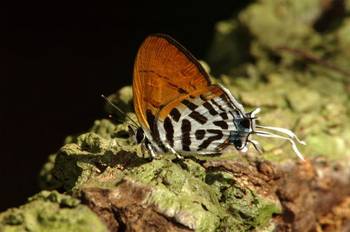 Perching in the afternoon sun.Drupadia ravindra moorei (Common Posy)