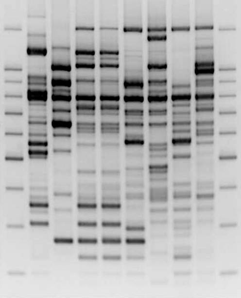 vergleichende dna-analyse - agarose stock-fotos und bilder