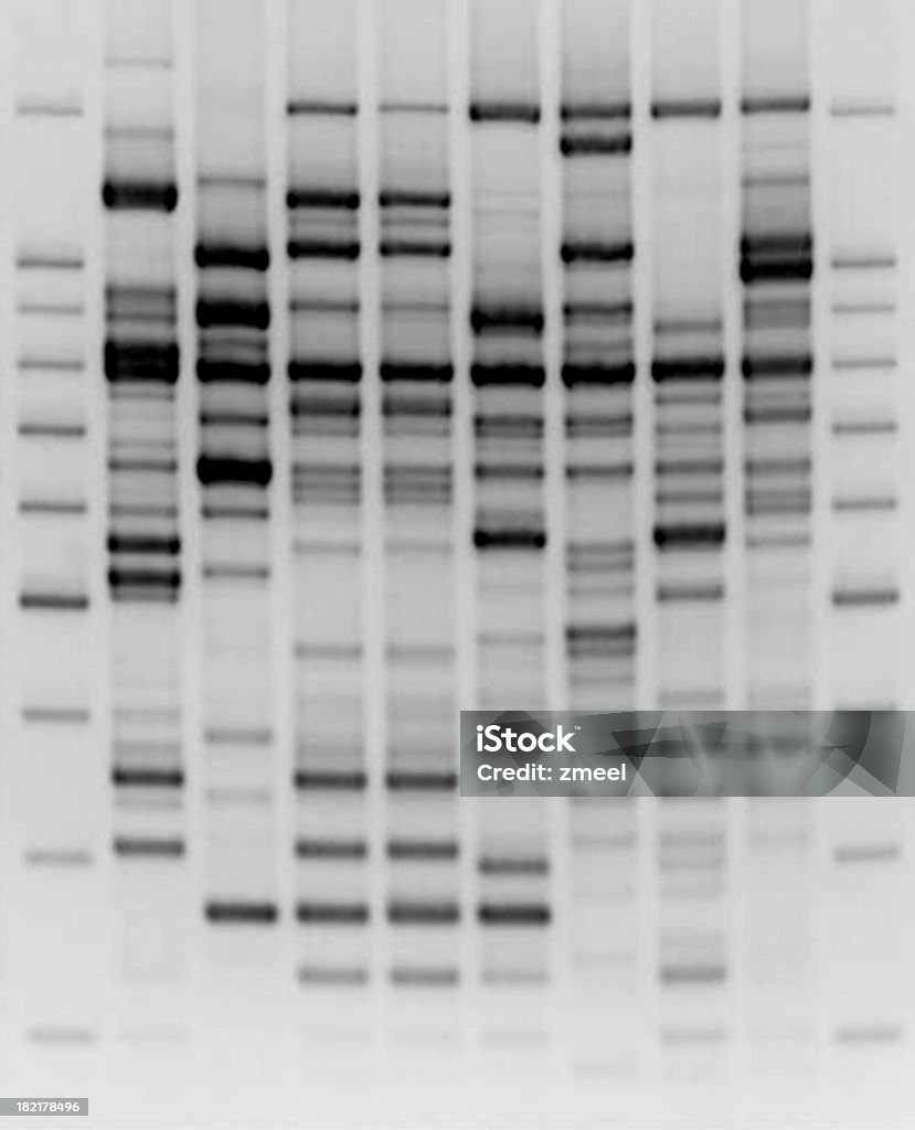 比較になる DNA 分析 - DNAのロイヤリティフリーストックフォト