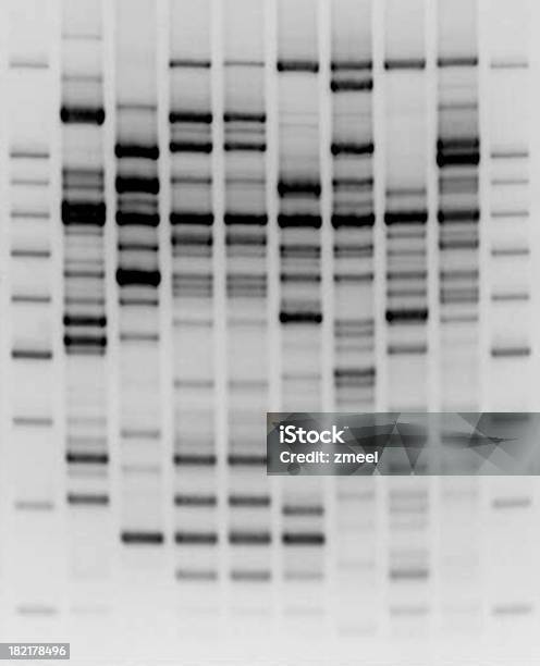 比較になる Dna 分析 - DNAのストックフォトや画像を多数ご用意 - DNA, 電気泳動ゲル, DNA鑑定