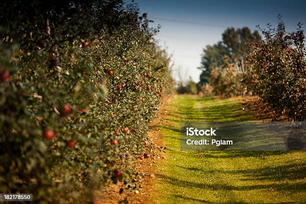 りんごの果樹園 - リンゴ園のストックフォトや画像を多数ご用意 - リンゴ園, リンゴ, 秋