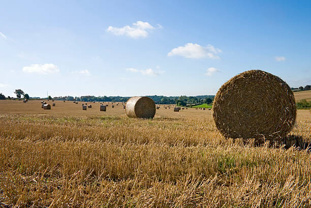 Straw bales - foto de stock