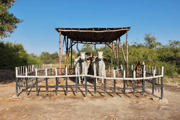 90+ Civilización En Indus Valley Fotografías de stock, fotos e imágenes