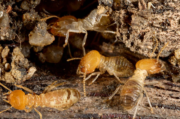A close-up of ugly termites on the dirt Termites at a small hole in the timber. Larger-than-life reproduction ratio. Termites are insects in the order Isoptera. termite photos stock pictures, royalty-free photos & images