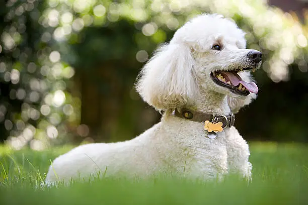 Photo of White poodle playing in the yard.