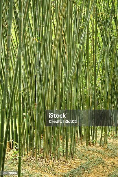 Foresta Di Bambù - Fotografie stock e altre immagini di Bambù - Graminacee - Bambù - Graminacee, Botanica, Cespuglio