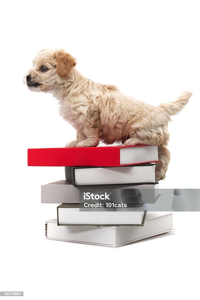 little dog "little dog on the books," Dog Stock Photo