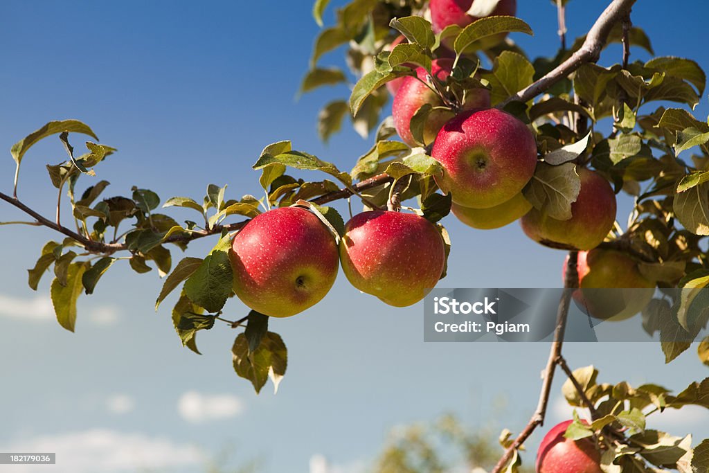 Apples at the orchard Fresh fruit ready to be picked on the farm Apple Tree Stock Photo