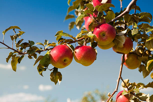 Apples at the orchard Fresh fruit ready to be picked on the farm Apple Tree  stock pictures, royalty-free photos & images