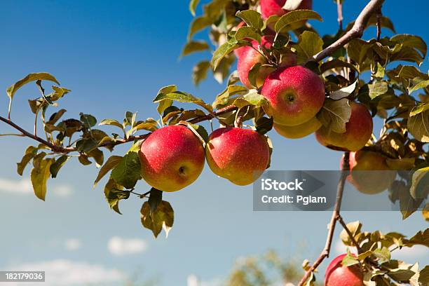 Apples At The Orchard Stock Photo - Download Image Now - Apple Tree, Apple Orchard, Apple - Fruit