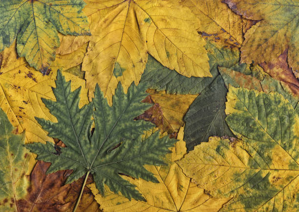 This High Resolution Scan of Fallen Autumn Dry Maple Leaves, is excellent choice for implementation in various CG design projects. 