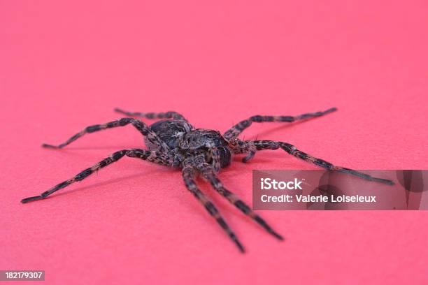 Big Spider Stockfoto und mehr Bilder von Einzelnes Tier - Einzelnes Tier, Farbiger Hintergrund, Festliches Ereignis