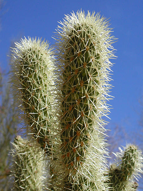 Cactus stock photo