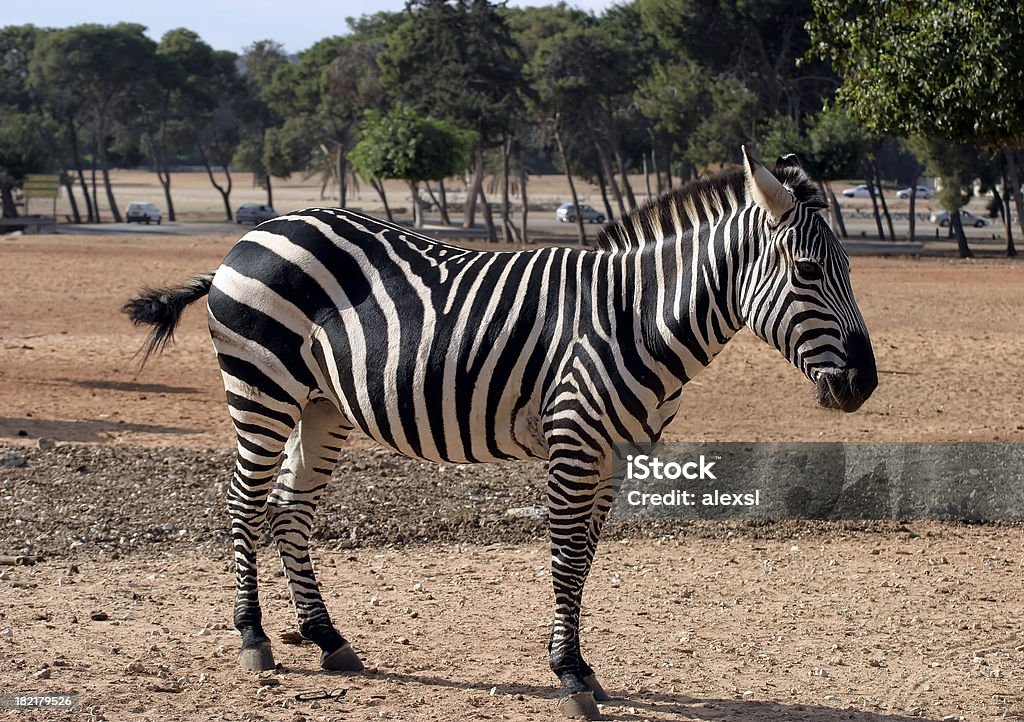 zebra - Foto stock royalty-free di Africa