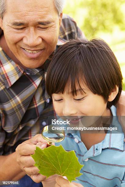 Junge Und Großvater Untersuchen Leaf Stockfoto und mehr Bilder von Enkel - Enkel, Familie mit mehreren Generationen, Großeltern