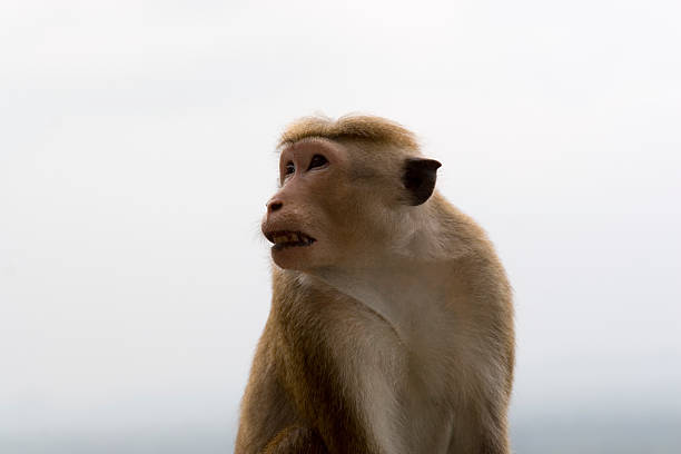 Animals: Monkey "A wild monkey shot at Sigiriya, Sri Lanka.Check out my other" monkeys at sigiriya sri lanka stock pictures, royalty-free photos & images