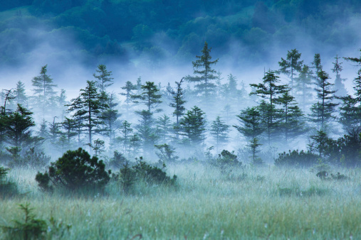 misty mire landscape with swamp pines and traditional mire vegetation, fuzzy background, fog in bog, twilight, Dikli, Madiesenu mire, Latvia