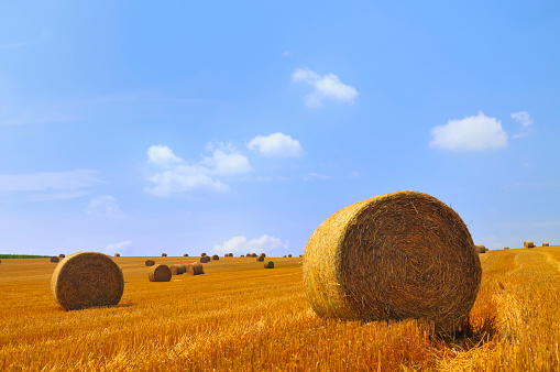 A field of harvested crop in summer