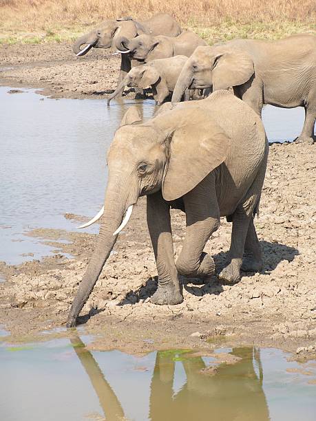 istock Elephant family at watering hole 182179740