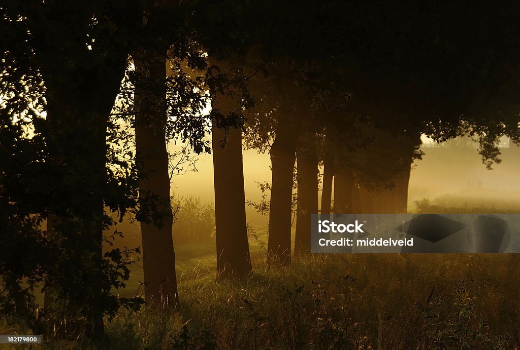 Sonnenaufgang - Lizenzfrei Baum Stock-Foto