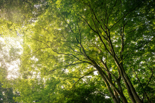 istock Look up at the fresh green trees. 1821802111