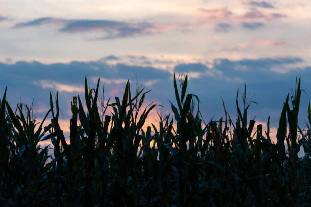 A field of corn growing in clusters. Landscape at the end of autumn.