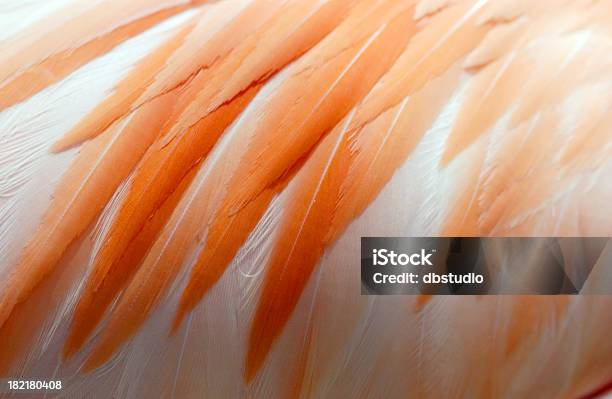 Photo libre de droit de Flamingo Plumes banque d'images et plus d'images libres de droit de Beauté - Beauté, Beauté de la nature, Bec