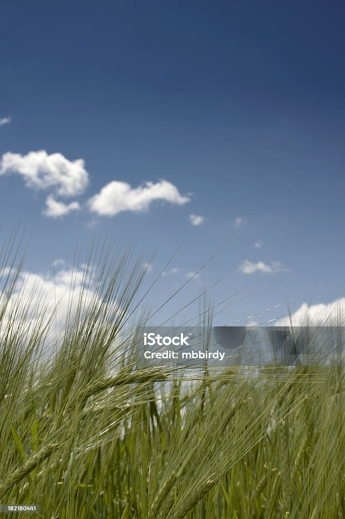 Campo de trigo campo y cielo azul con nubes blancas - Foto de stock de Agosto libre de derechos