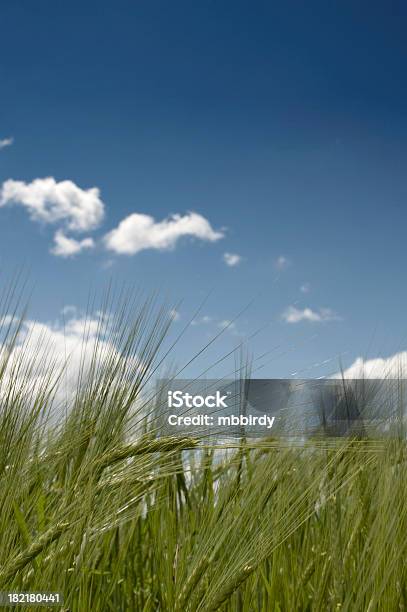 Foto de Campo De Trigo Campo E Céu Azul Com Nuvens Brancas e mais fotos de stock de Agosto - Agosto, Agricultura, Amarelo