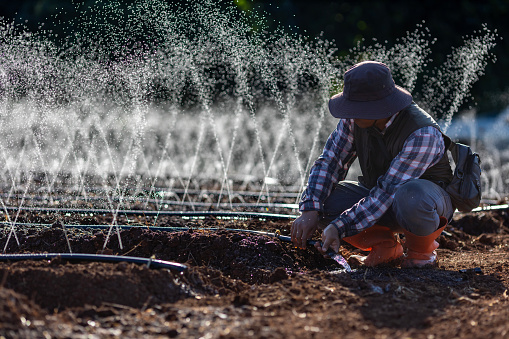 Asian farmer is fixing the clogged in the hose of irrigation watering system  growing organics plant during spring season and agriculture