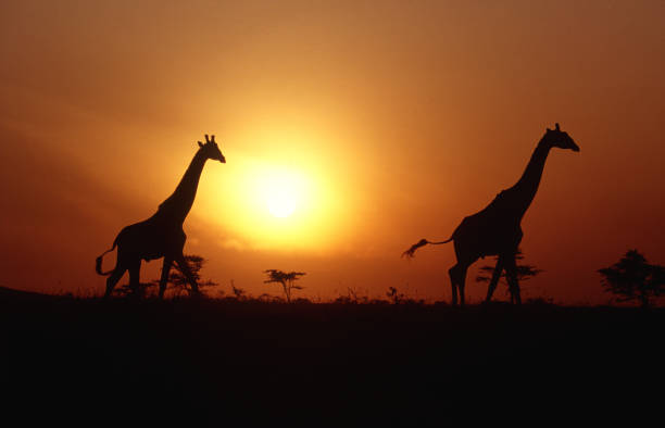istock Silhouette of two giraffes against sunset 182180954
