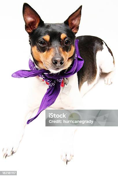 Rat Terrier - zdjęcia stockowe i więcej obrazów Biały - Biały, Brązowy, Czarny kolor