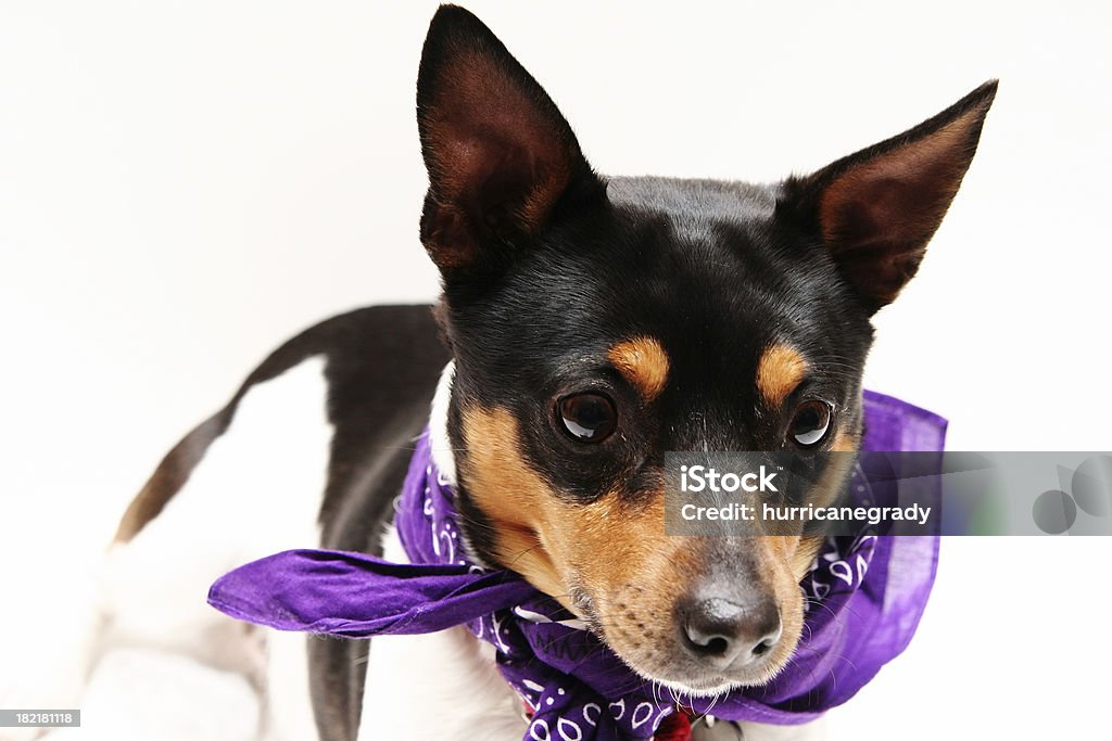 Rat Terrier - Foto de stock de Amizade royalty-free
