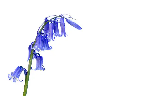 Bluebell flower from the hyacinth family isolated on a white background