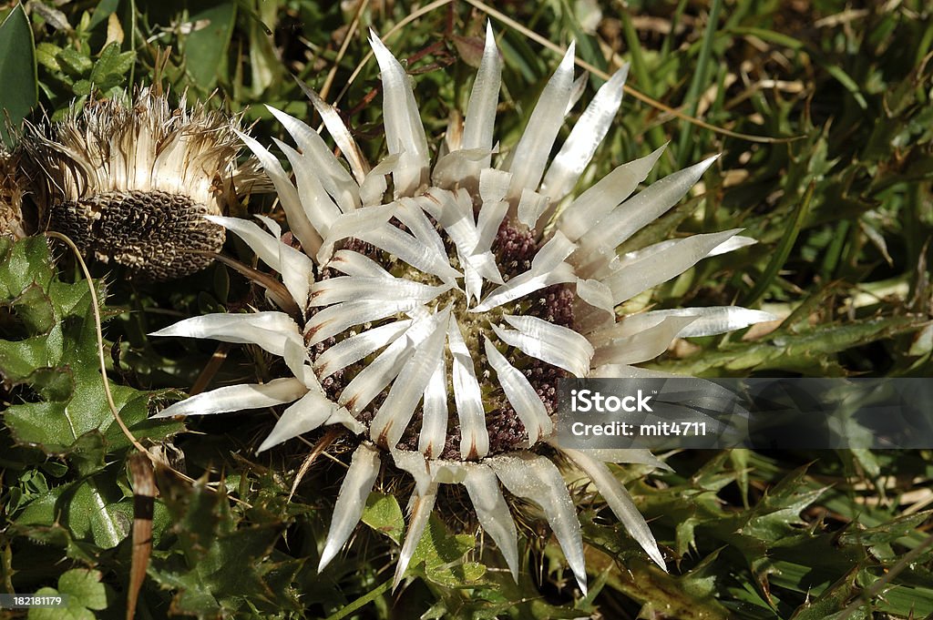 Carline thistle Thistle Accessibility Stock Photo